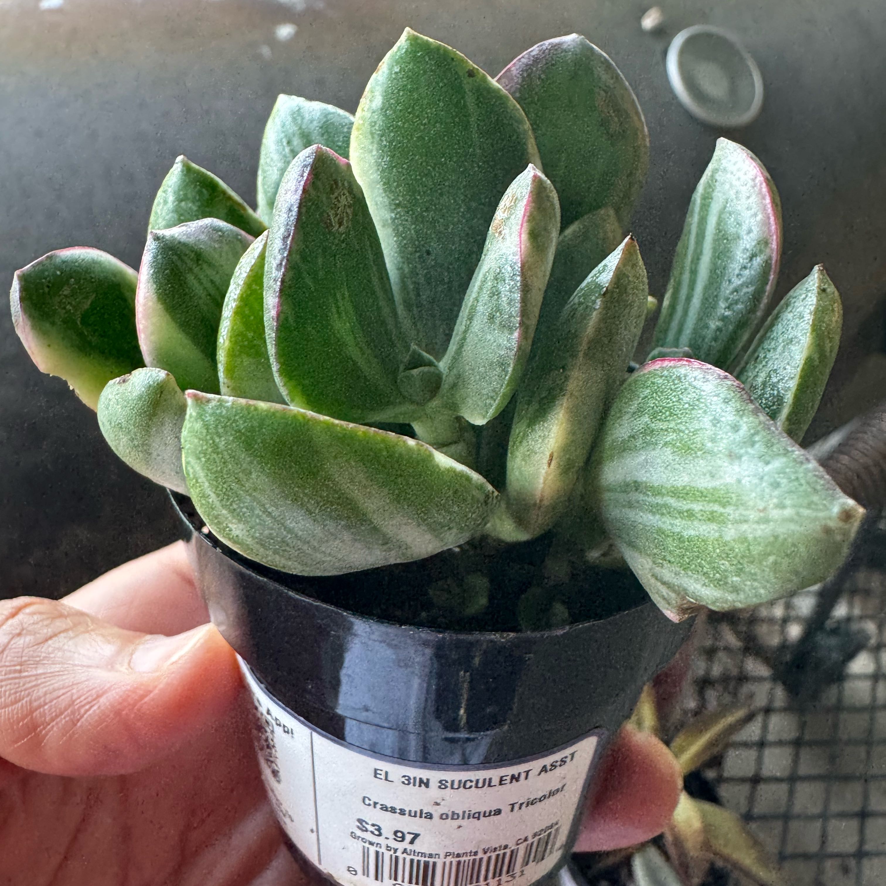 Photo of the plant species Jade Plant by @AnewLantana28 named Madonna on Greg, the plant care app
