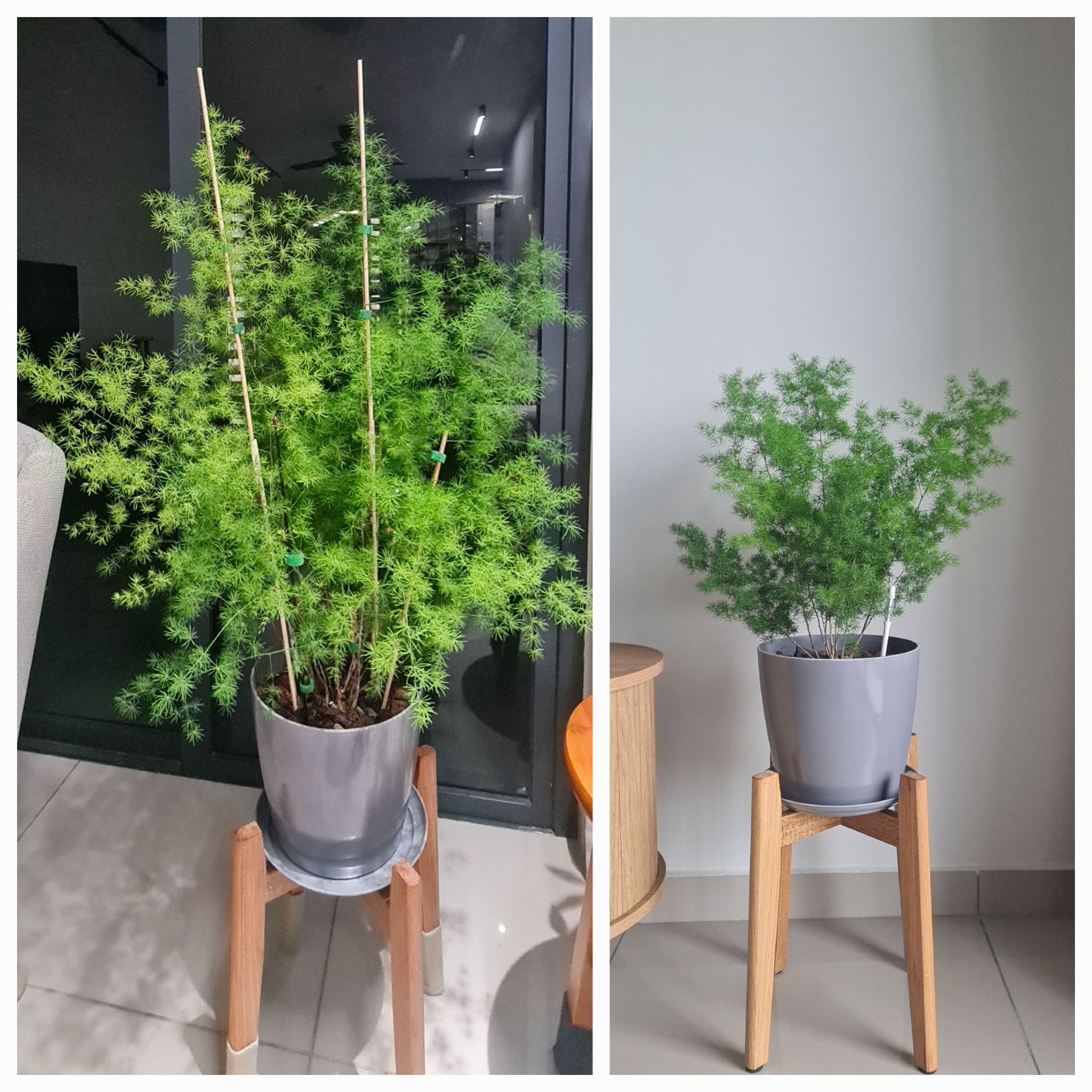 Photo of the plant species Ming Fern by @EmergingPlanera named Homer on Greg, the plant care app