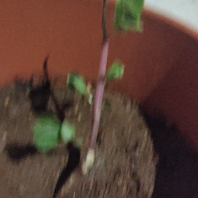 Photo of the plant species Portulaca by @AlwaysKatsura56 named Sanders on Greg, the plant care app