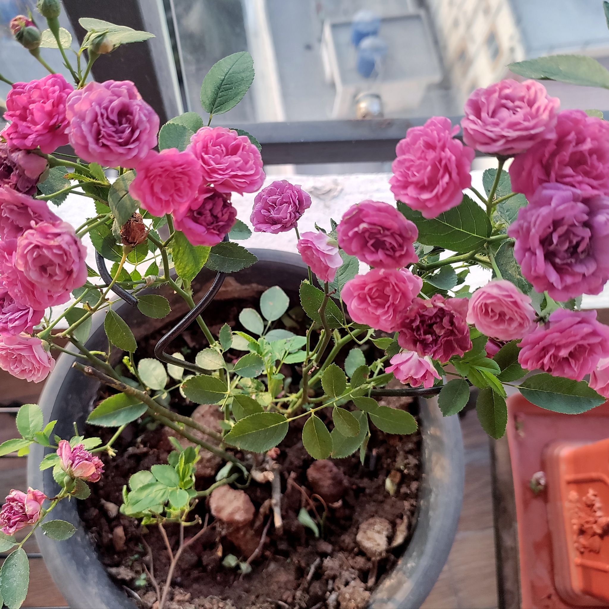 Button rose | A plant by @AlwaysKatsura56 on Greg