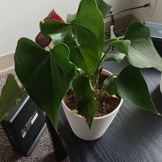 Photo of the plant species Flamingo Lily by @GreatCoralswirl named Grace on Greg, the plant care app