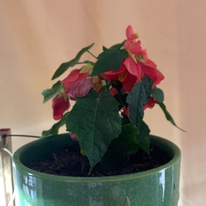 Photo of the plant species Red Abutilon by @CivilTexasash named Coco on Greg, the plant care app