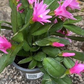 Photo of the plant species Spring Cactus by @SilkenZebrina8 named Maya on Greg, the plant care app