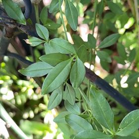 Photo of the plant species Primrose Jasmine by @FabParsley23 named Delilah on Greg, the plant care app