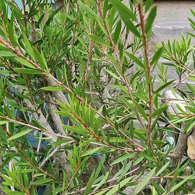 Photo of the plant species Common Sunshine Conebush by @TotallyStaraloe named Bieber on Greg, the plant care app