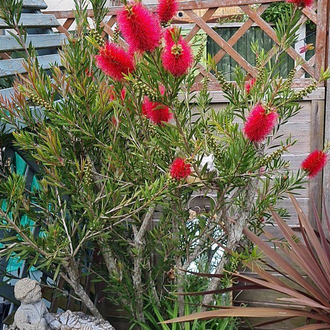 Photo of the plant species Powder Puff Tree by @TotallyStaraloe named Emerson on Greg, the plant care app