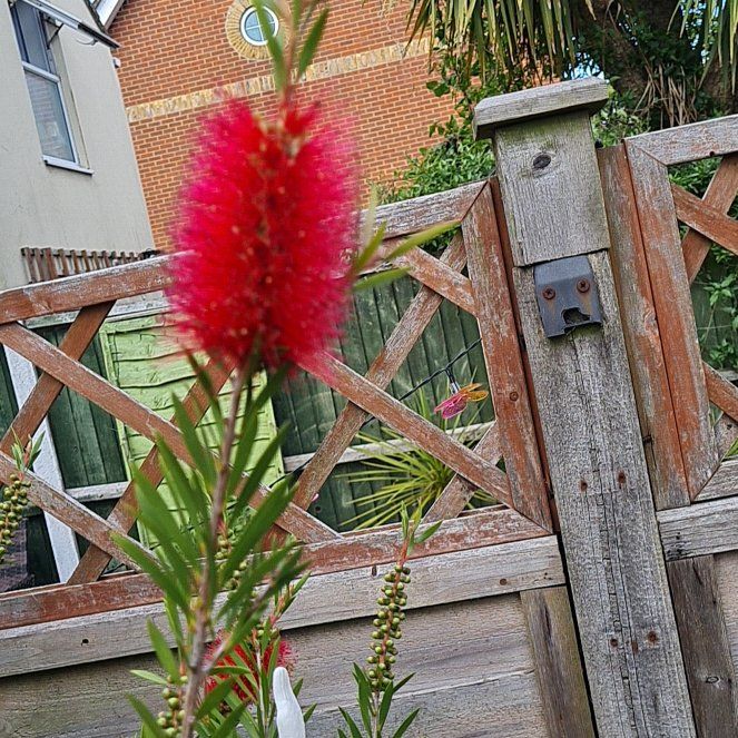 Photo of the plant species Red Ginger by @TotallyStaraloe named Tree Diddy on Greg, the plant care app
