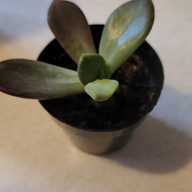 Photo of the plant species Pachyveria 'Nay Alma' by @StarLecanora23 named Rihanna on Greg, the plant care app