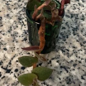 Photo of the plant species Purple Spurge by @PrimaryZinnia named Teddy on Greg, the plant care app
