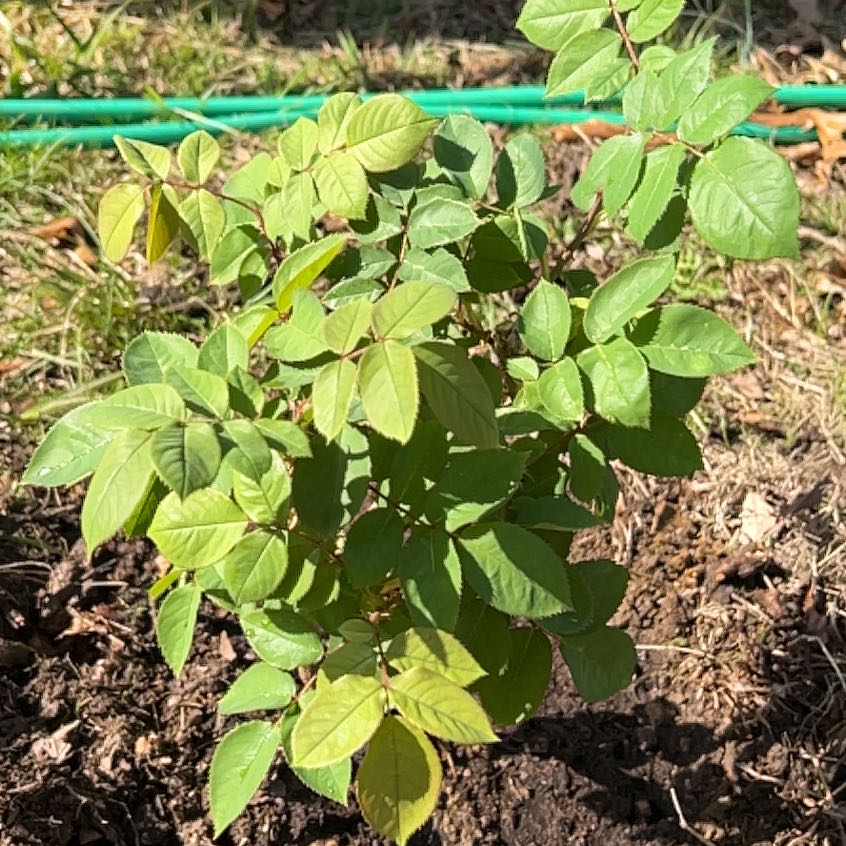 Photo of the plant species Chrysler Imperial Rose by @YesGreen55 named Apollo on Greg, the plant care app