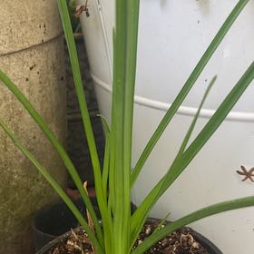 Photo of the plant species Red Hot Poker by @AbleSeaorache99 named Sir Plancelot on Greg, the plant care app