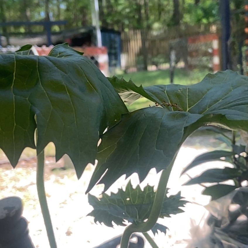 Photo of the plant species Muscadine Grape by @AbleSeaorache99 named Naomi on Greg, the plant care app