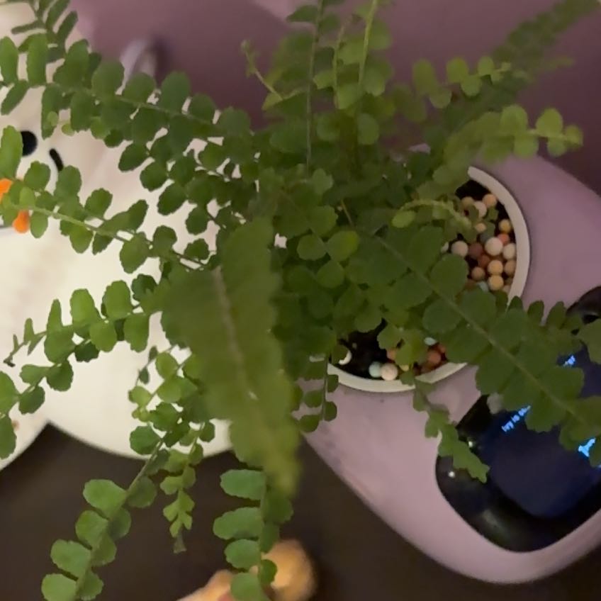 Photo of the plant species lemon butter fern by @SincerePhlox named Ferna on Greg, the plant care app