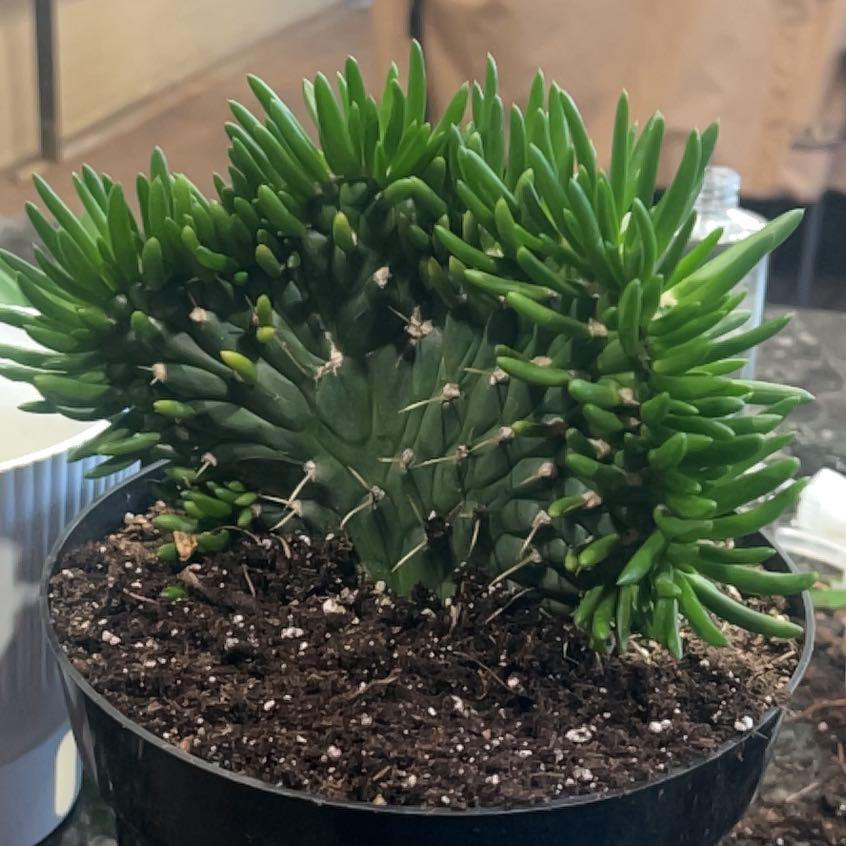 Photo of the plant species Crested Eve's Needle by @SupremeJade20 named Kendall on Greg, the plant care app
