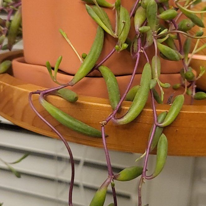 Photo of the plant species Senecio Purple Flush by @PetFuscia2 named Diana on Greg, the plant care app