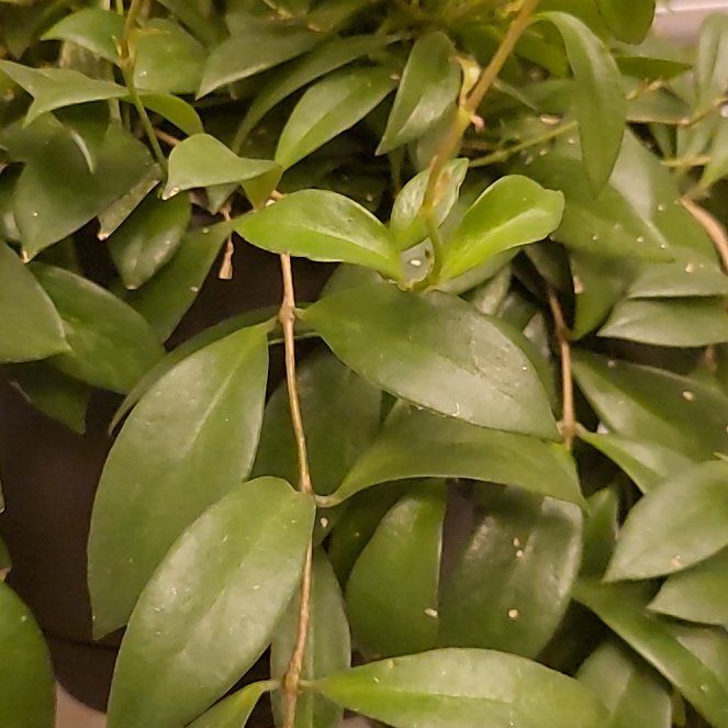 Photo of the plant species lipstick plant by @PetFuscia2 named Hemingway on Greg, the plant care app