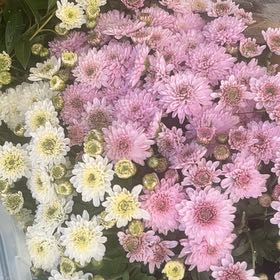 Photo of the plant species Chrysanthemum 'Crete' by @DevotedPotato named Denali on Greg, the plant care app