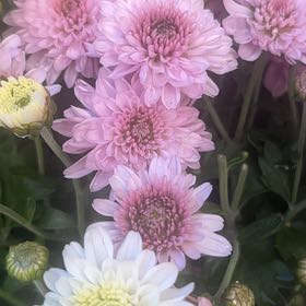 Photo of the plant species Chrysanthemum 'Crete' by @DevotedPotato named Hemingway on Greg, the plant care app