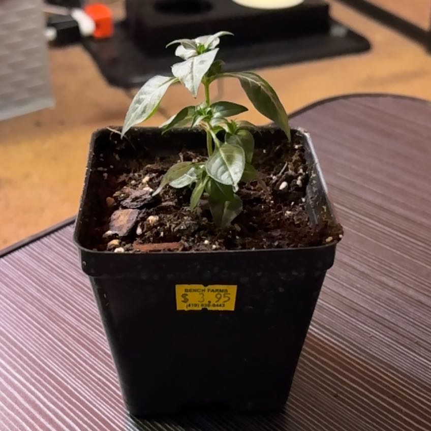 Photo of the plant species cigar plant by @BossMinipumpkin named Rainier on Greg, the plant care app