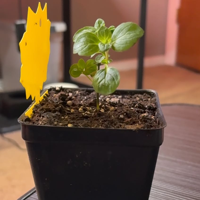 Photo of the plant species Mentha 'Ginger Mint Julep' by @BossMinipumpkin named James Dean on Greg, the plant care app