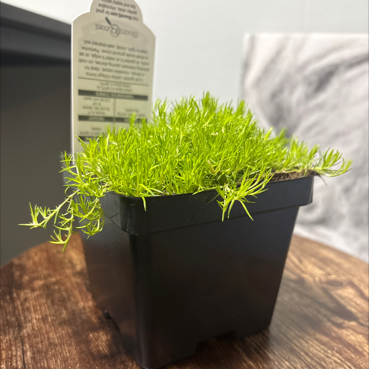 Photo of the plant species Scotch Moss by @BossMinipumpkin named Marilyn on Greg, the plant care app