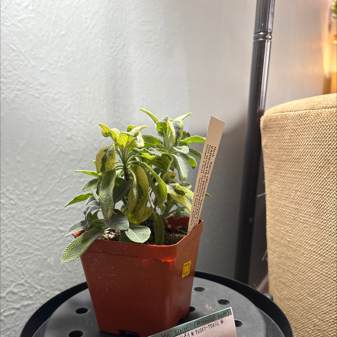 Photo of the plant species Berggarten Sage by @BossMinipumpkin named ChloroPhil on Greg, the plant care app