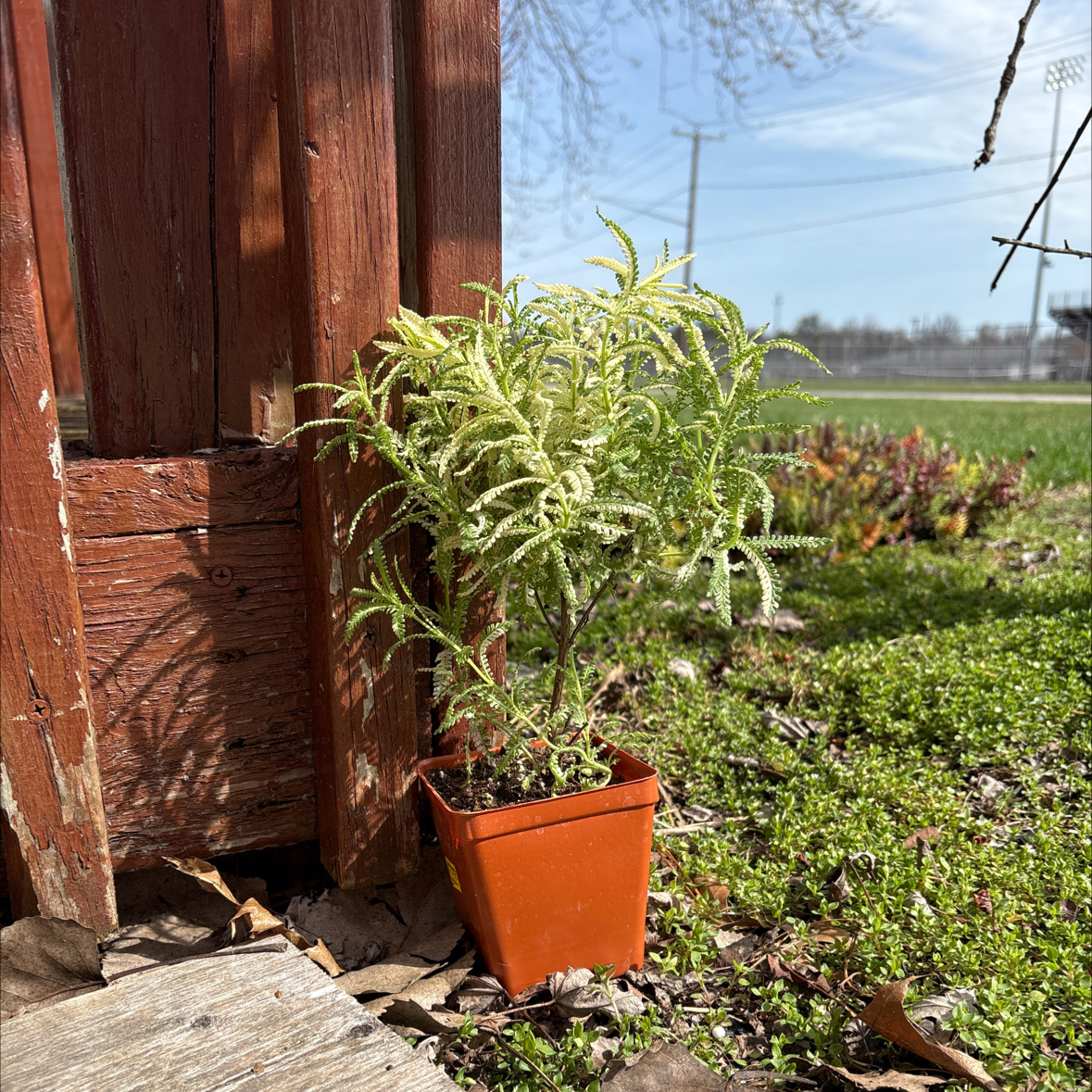 Photo of the plant species Variegated French Lavender by @BossMinipumpkin named Stella on Greg, the plant care app