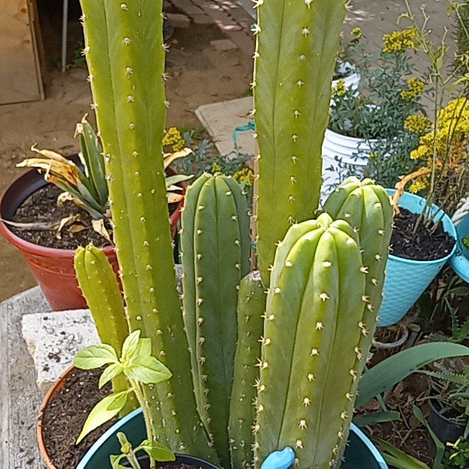 Photo of the plant species Crested Blue Myrtle Cactus 'Album' by @CuteTozzia0 named Luna on Greg, the plant care app