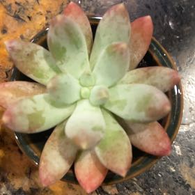 Photo of the plant species Pachyphytum 'Dr. Cornelius' by @HeartyJuniper named Y’sayle on Greg, the plant care app
