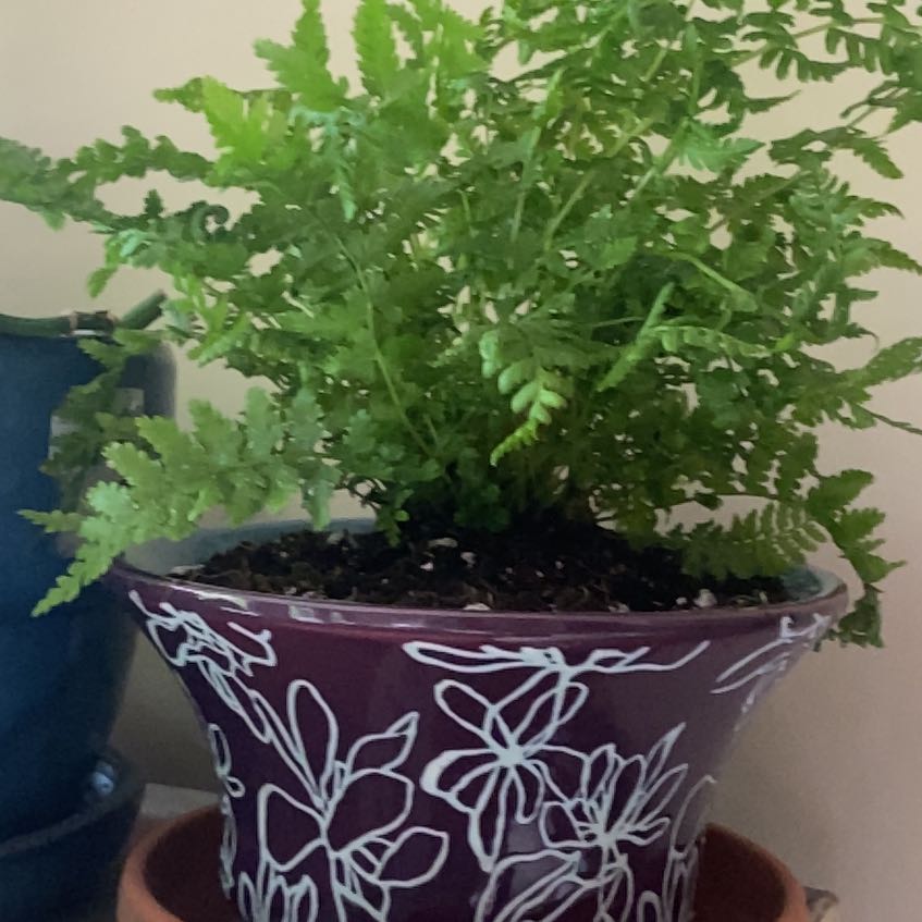 Photo of the plant species Wing Fern by @HeartyJuniper named Lady in red on Greg, the plant care app