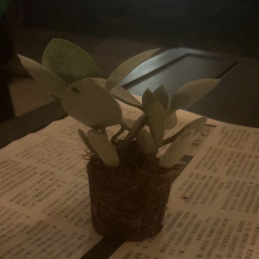 Photo of the plant species Silver Teaspoons by @TimelySedum76 named Stella on Greg, the plant care app