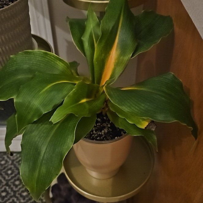Photo of the plant species mandarin orange spider plant by @BeefyDevilsivy1 named Nithin on Greg, the plant care app
