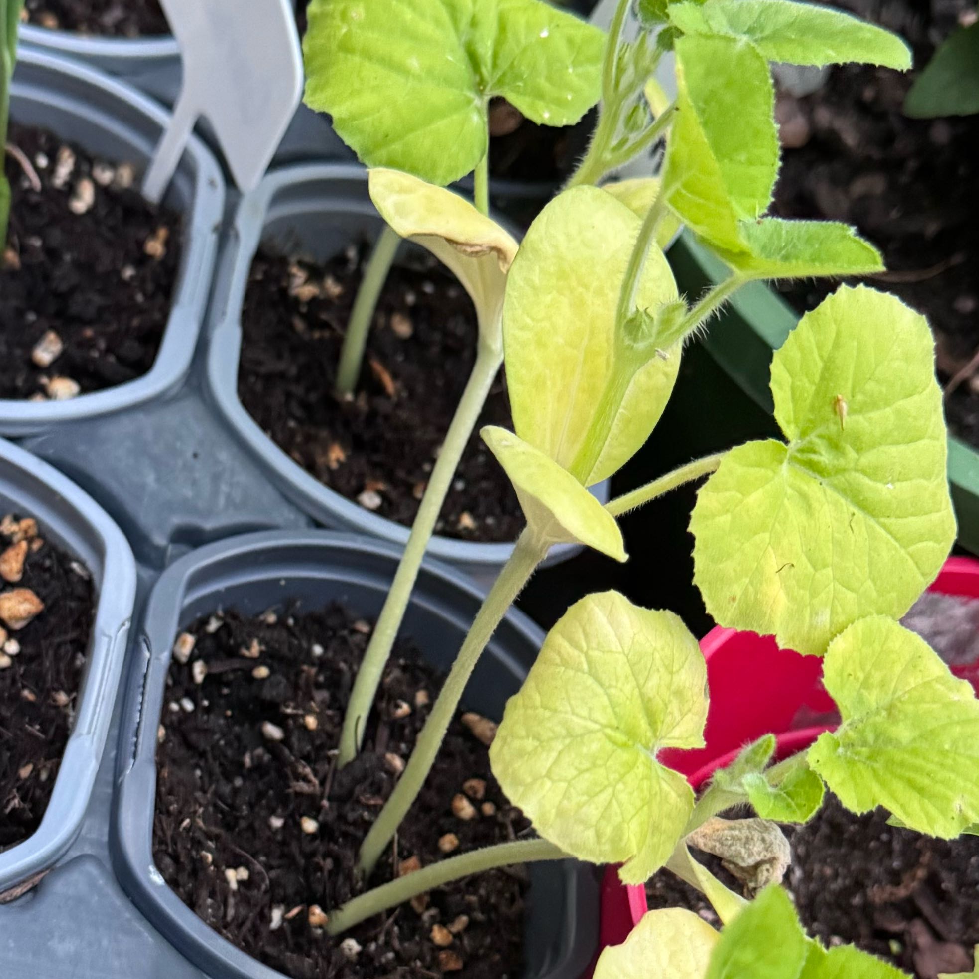 Photo of the plant species Squash by @WelsomeChards15 named Surya on Greg, the plant care app
