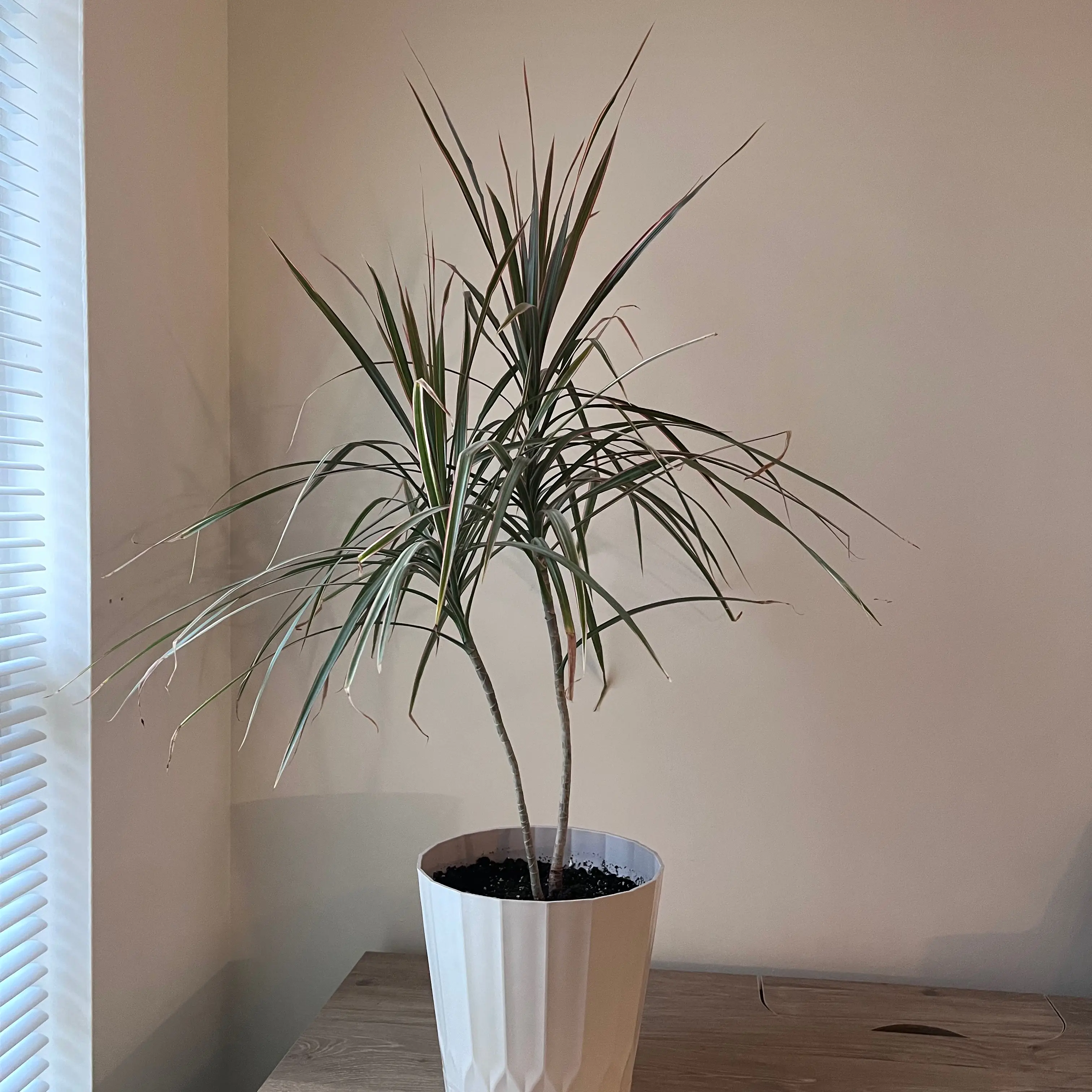 Madagascar Dragon Tree (Dracaena marginata) in a white pot on a wooden surface.