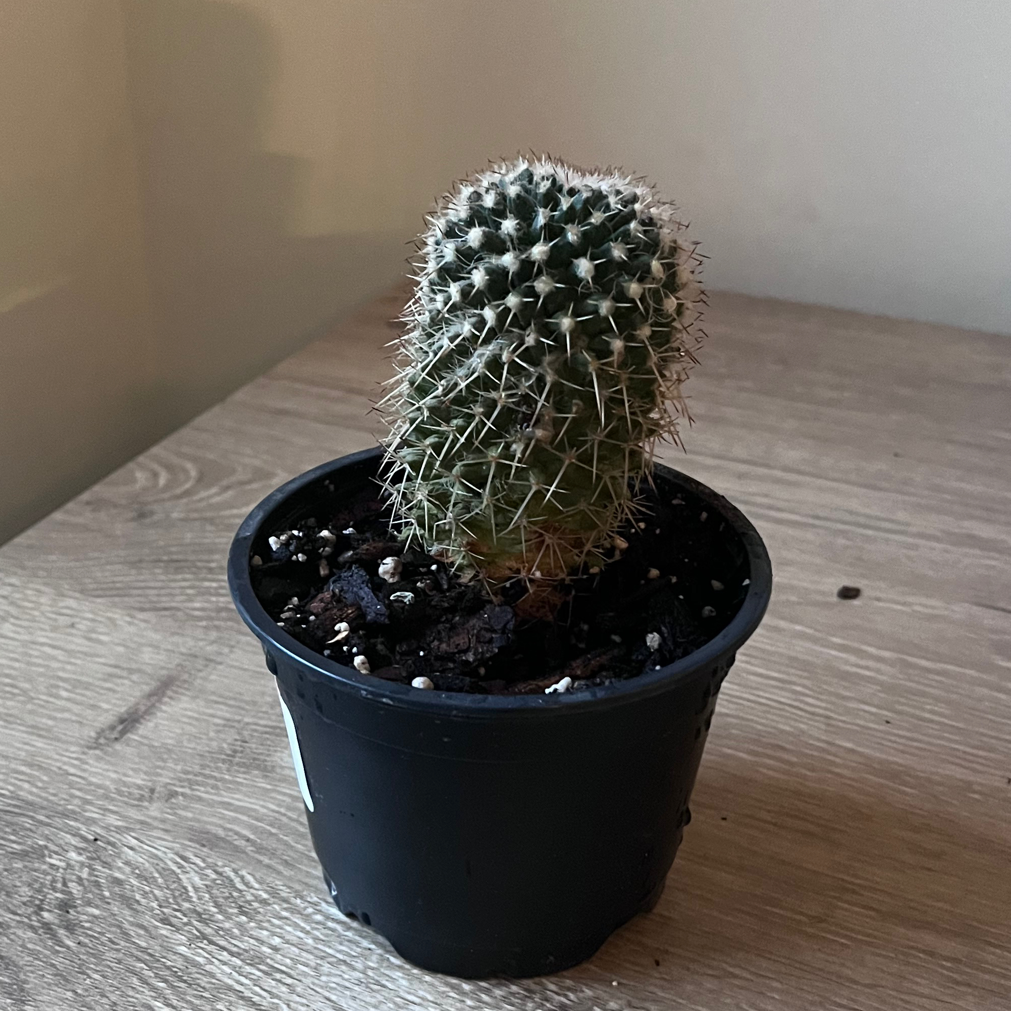 Mammillaria karwinskiana 'Nejapensis' cactus in a black pot on a wooden surface.