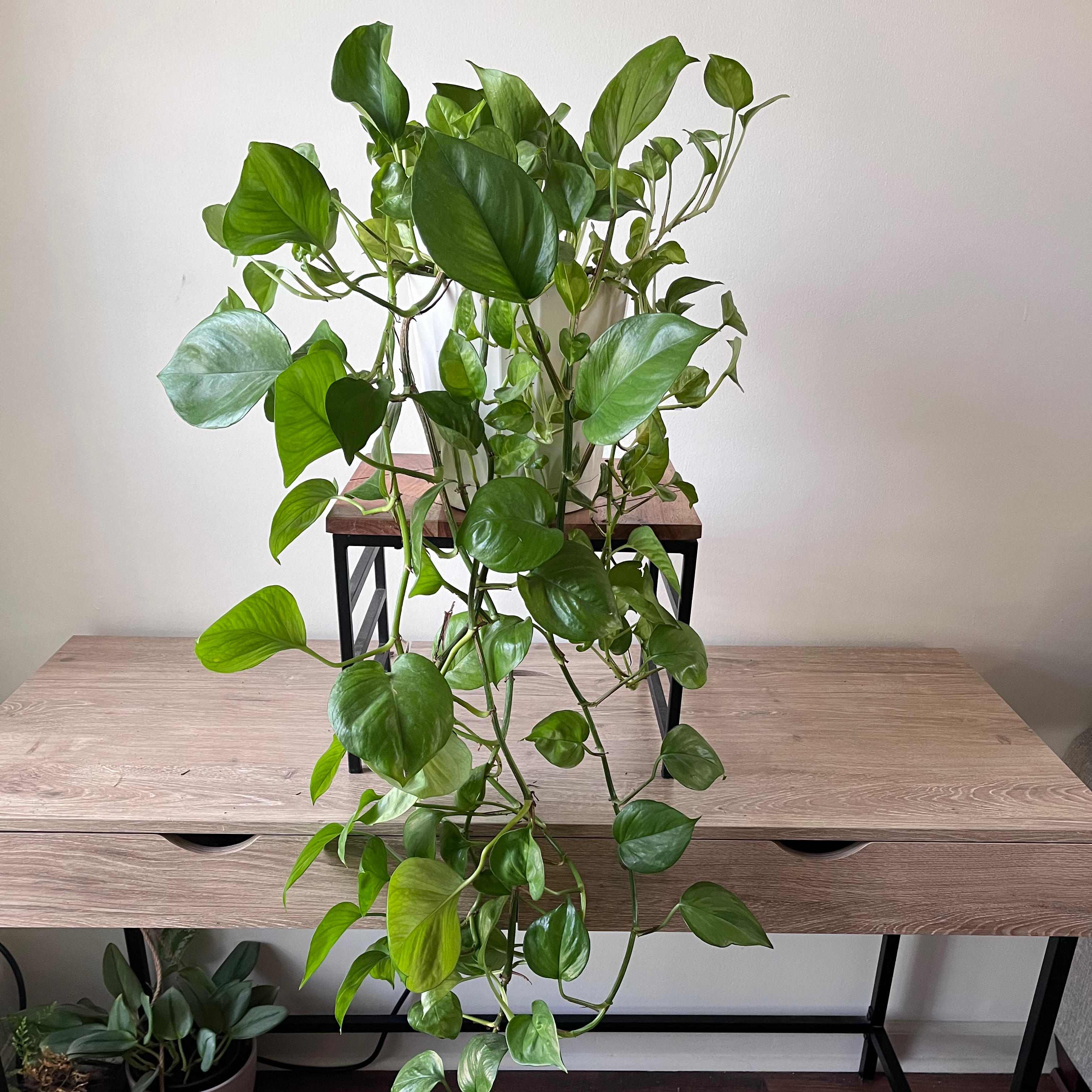 Photo of the plant species Global Green Pothos by @bexplants named Goober on Greg, the plant care app