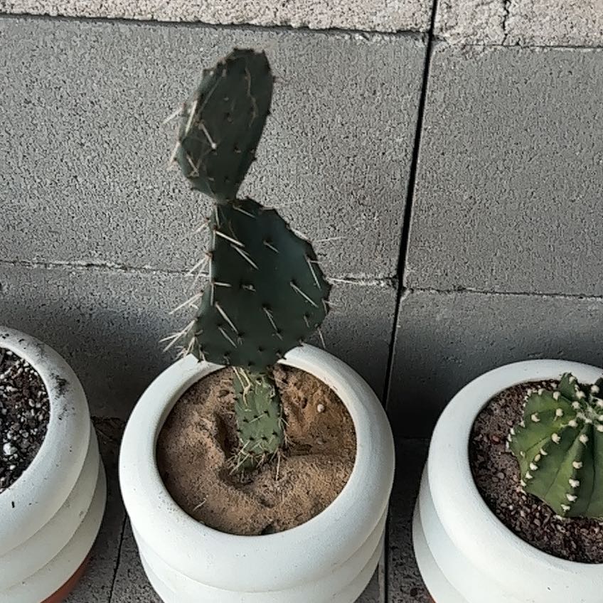 Photo of the plant species Coastal Pricklypear by @Chaceiglecias named Captain Plant-it on Greg, the plant care app