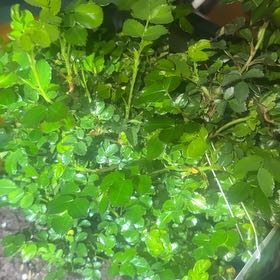 Photo of the plant species Peach Drift Rose by @QuietSpearmint named Curie on Greg, the plant care app