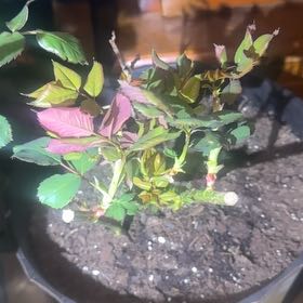 Photo of the plant species Rosa 'Euphoria' by @QuietSpearmint named Marley on Greg, the plant care app