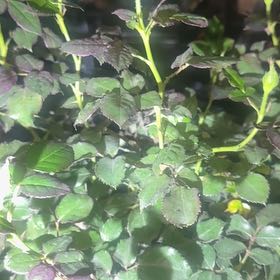 Photo of the plant species True Sincerity by @QuietSpearmint named Tupot amaroot on Greg, the plant care app