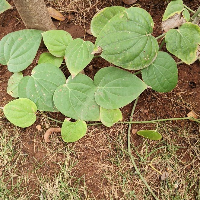 Photo of the plant species Black Pepper Vine by @HonoraryAlbo45 named Doja Cat on Greg, the plant care app