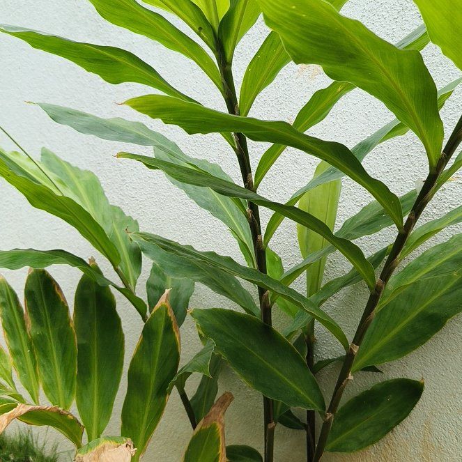 Photo of the plant species Wild Turmeric by @HonoraryAlbo45 named Spike Leaves on Greg, the plant care app