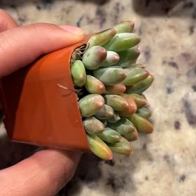 Photo of the plant species Aurora Pink Jelly Bean by @AffableKaramu5 named Orwell on Greg, the plant care app
