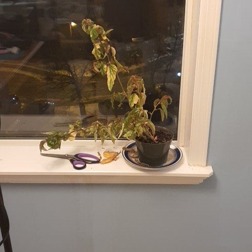 Photo of the plant species Begonia 'Ginny Galaxy' by @SteadyMiro8 named Clooney on Greg, the plant care app
