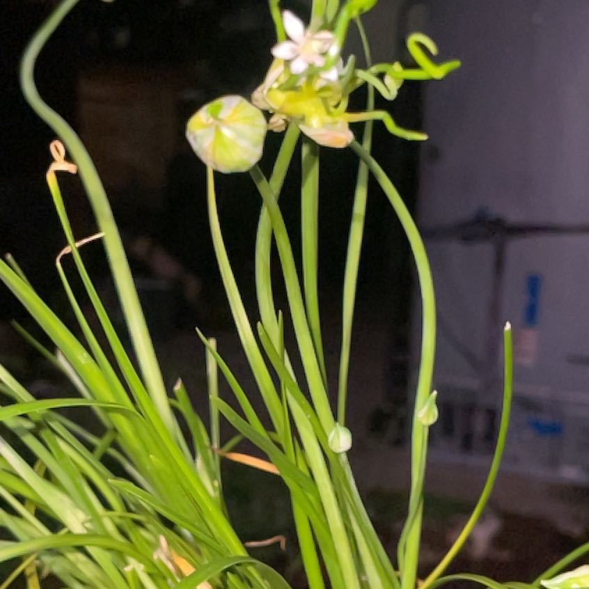 Photo of the plant species Fraser Meadow Garlic by @FlashyMira named Treeyoncé on Greg, the plant care app