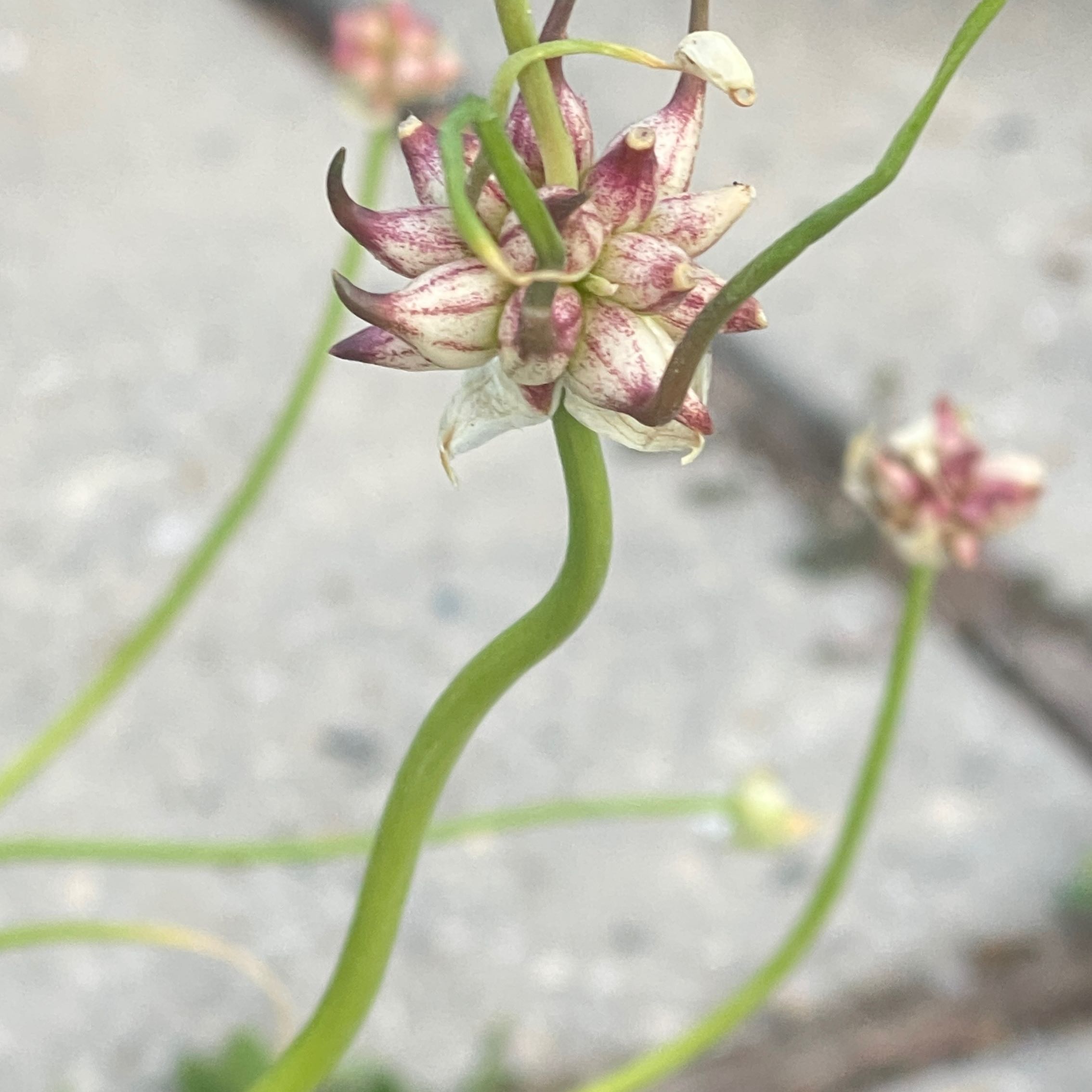 Photo of the plant species Fraser Meadow Garlic by @FlashyMira named Austen on Greg, the plant care app