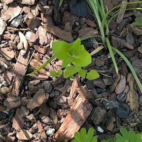 Photo of the plant species White Bladderflower by @FlashyMira named Queen on Greg, the plant care app