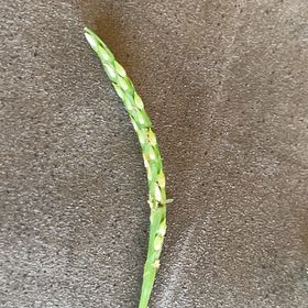 Photo of the plant species Buffalo Grass by @FlashyMira named Elle on Greg, the plant care app