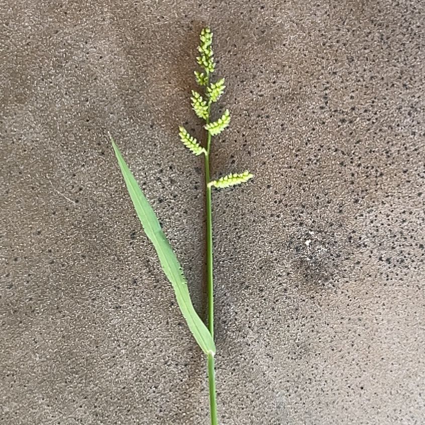 Photo of the plant species Barnyard Grass by @FlashyMira named Forrest on Greg, the plant care app