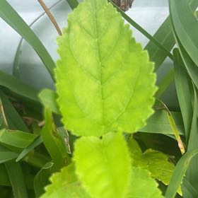 Photo of the plant species Crabweed by @FlashyMira named da Vinci on Greg, the plant care app